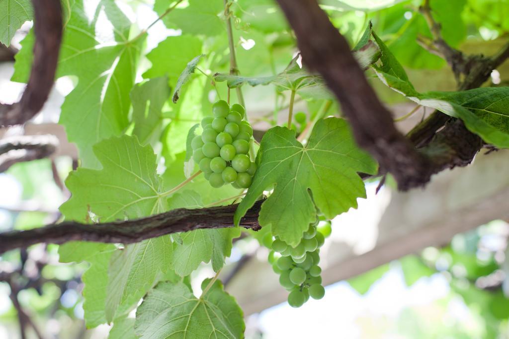 The Vineyard On Ballito Kültér fotó